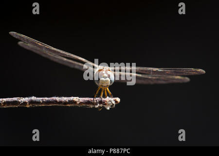 Vrouwtje Windvaantje, weiblichen Selysiothemis nigra Stockfoto