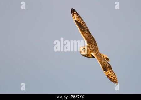 Sumpfohreule - sumpfohreule - Asio flammeus flammeus ssp., Deutschland Stockfoto