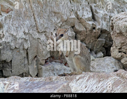 Kortoorrotskangeroe zittend op een Rots, kurz-eared Rock Wallaby hoch auf einem Felsen Stockfoto