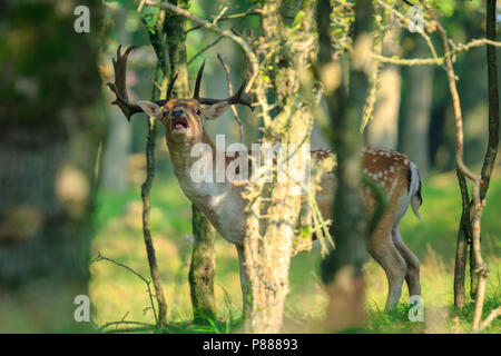 Nahaufnahme, Porträt einer männlichen Damwild Hirsch, Dama Dama, brünstige Verhalten tief in einem dunklen grünen Wald im Herbst Saison versteckt. Stockfoto