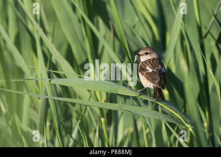 Sibirisches Schwarzkehlchen - Pallasschwarzkehlchen - Saxicola Maurus, Kirgisistan, erwachsene Frau Stockfoto