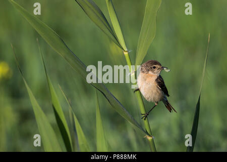 Sibirisches Schwarzkehlchen - Pallasschwarzkehlchen - Saxicola Maurus, Kirgisistan, erwachsene Frau Stockfoto