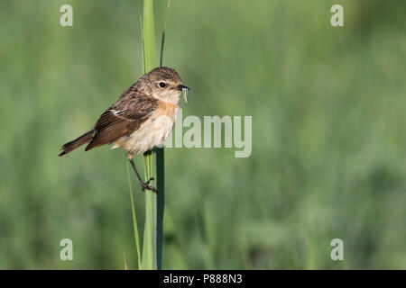 Sibirisches Schwarzkehlchen - Pallasschwarzkehlchen - Saxicola Maurus, Kirgisistan, erwachsene Frau Stockfoto