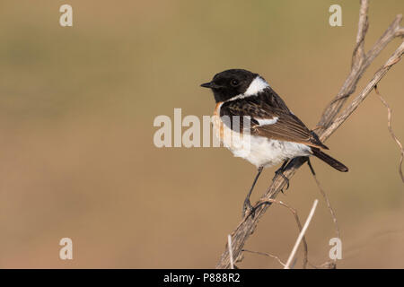 Sibirisches Schwarzkehlchen - Pallasschwarzkehlchen - Saxicola Maurus, Russland (Ural), erwachsenen männlichen Stockfoto