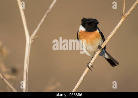 Sibirisches Schwarzkehlchen - Pallasschwarzkehlchen - Saxicola Maurus, Russland (Ural), erwachsenen männlichen Stockfoto