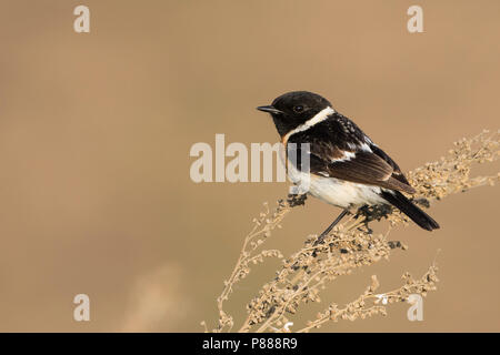 Sibirisches Schwarzkehlchen - Pallasschwarzkehlchen - Saxicola Maurus, Russland (Ural), erwachsenen männlichen Stockfoto