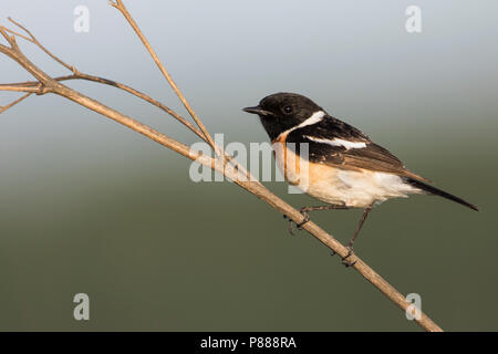 Sibirisches Schwarzkehlchen - Pallasschwarzkehlchen - Saxicola Maurus, Russland (Ural), erwachsenen männlichen Stockfoto