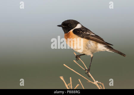 Sibirisches Schwarzkehlchen - Pallasschwarzkehlchen - Saxicola Maurus, Russland (Ural), erwachsenen männlichen Stockfoto