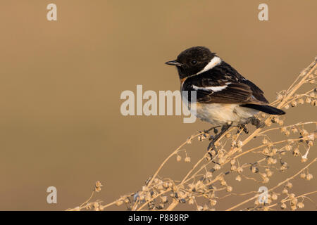 Sibirisches Schwarzkehlchen - Pallasschwarzkehlchen - Saxicola Maurus, Russland (Ural), erwachsenen männlichen Stockfoto