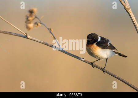 Sibirisches Schwarzkehlchen - Pallasschwarzkehlchen - Saxicola Maurus, Russland (Ural), erwachsenen männlichen Stockfoto