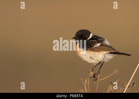 Sibirisches Schwarzkehlchen - Pallasschwarzkehlchen - Saxicola Maurus, Russland (Ural), erwachsenen männlichen Stockfoto