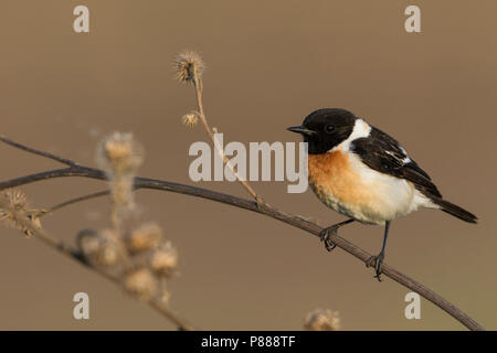 Sibirisches Schwarzkehlchen - Pallasschwarzkehlchen - Saxicola Maurus, Russland (Ural), erwachsenen männlichen Stockfoto