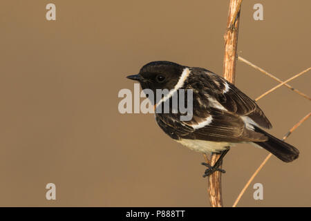 Sibirisches Schwarzkehlchen - Pallasschwarzkehlchen - Saxicola Maurus, Russland (Ural), erwachsenen männlichen Stockfoto