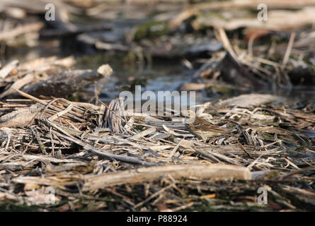 Pacifische Waterpieper, sibirische Buff-bellied Pieper, Anthus rubescens Stockfoto