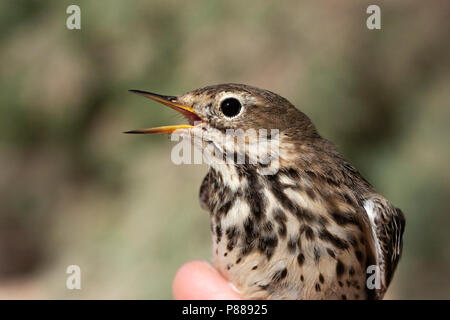 Pacifische Waterpieper, sibirische Buff-bellied Pieper, Anthus rubescens Stockfoto