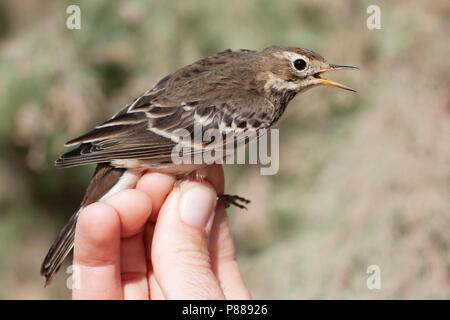 Pacifische Waterpieper, sibirische Buff-bellied Pieper, Anthus rubescens Stockfoto