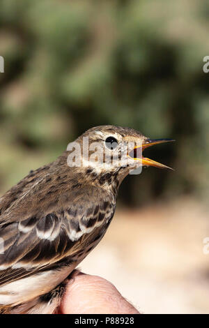 Pacifische Waterpieper, sibirische Buff-bellied Pieper, Anthus rubescens Stockfoto