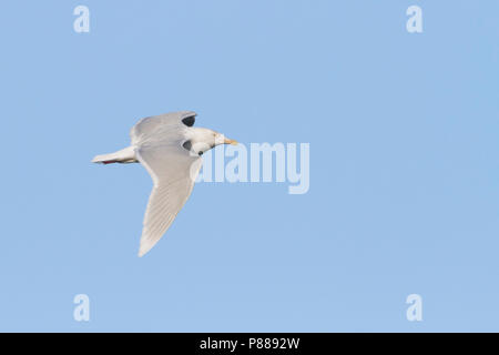 Glaucous Gull, Grote Burgemeester, Larus hyperboreus ssp. hyperboreus, Norwegen, nach, winter Stockfoto