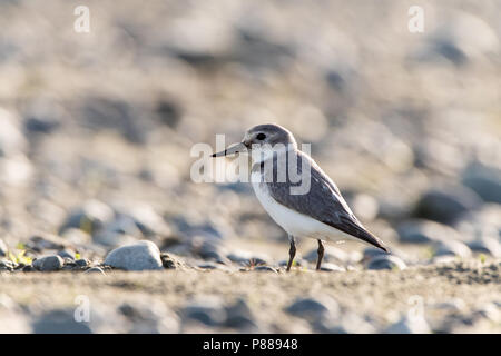 (Wrybill Anarhynchus frontalis) stehen in einem Flussbett mit Steinen. Es Rassen auf große geflochtene Flüsse in Central South Island, Neuseeland. Stockfoto