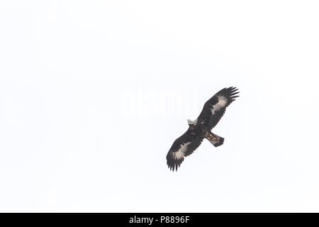 Golden Eagle - Steinadler - Aquila Chrysaetos daphanea ssp., 2 cy Stockfoto