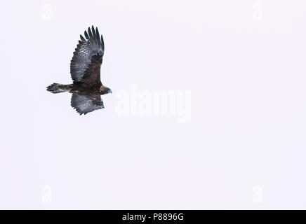 Golden Eagle - Steinadler - Aquila Chrysaetos ssp. chrysaetos, Schweiz, Erwachsene Stockfoto