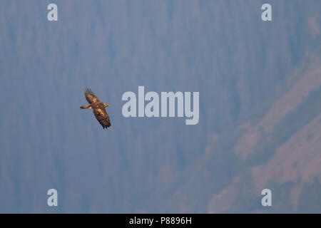 Golden Eagle - Steinadler - Aquila Chrysaetos ssp. chrysaetos, Österreich, Erwachsene Stockfoto