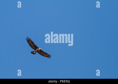 Golden Eagle - Steinadler - Aquila Chrysaetos ssp. homeyeri, Marokko, Erwachsene im Flug Stockfoto