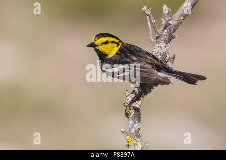 Erwachsene männliche Kimble Co., TX April 2013 Stockfoto