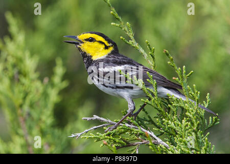 Erwachsene männliche Kimble Co., TX April 2013 Stockfoto