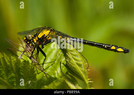 Mannetje Gomphus vulgatissimus Beekrombout, Männlich Stockfoto