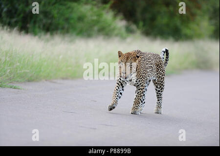 Leopard auf der Teerstrasse Bush im Kruger Stockfoto