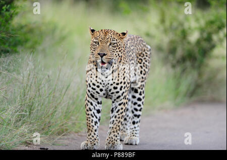 Leopard auf der Teerstrasse Bush im Kruger Stockfoto