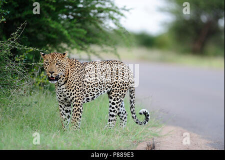 Leopard auf der Teerstrasse Bush im Kruger Stockfoto