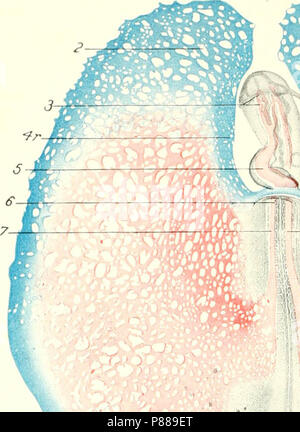 "Die Entwicklung der Küken; eine Einführung in die embryologie' (1908)
