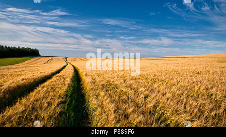 Sommer Feld mit reifen Gerste Ohren. Hordeum vulgare. Idyllische ländliche Landschaft mit goldenen Spitzen im maisfeld unter blauen Himmel mit weißen Wolken. Landwirtschaft. Stockfoto