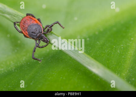 Deer tick lauernd auf Gras stammen. Ixodes ricinus. Detail der natürlichen grünes Blatt im Hintergrund. Gefährliche Parasiten, Enzephalitis und Borreliose. Stockfoto