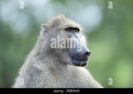 Alfa männlichen Pavians sieht lustig, fast wie eine menschliche Kruger Stockfoto