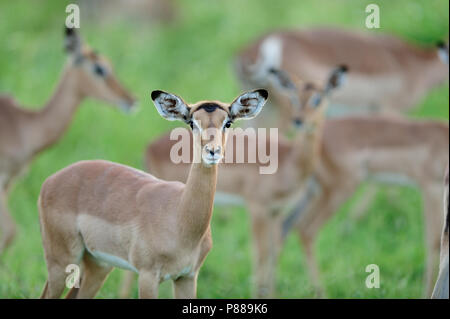 Impala-Porträt Stockfoto