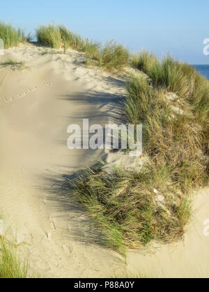 Duinen met helmgras, Dünen mit Gras marram Stockfoto