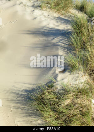 Duinen met helmgras, Dünen mit Gras marram Stockfoto