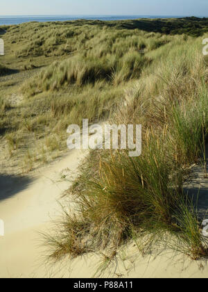 Uitzicht über Duinen met helmgras; Überblick über Dünen mit Gras marram Stockfoto