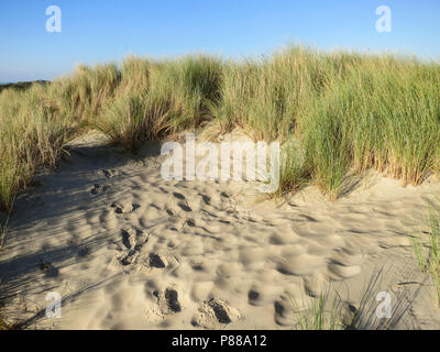 Duinen met helmgras en Fußstapfen, Dünen mit Gras und foodprints marram Stockfoto