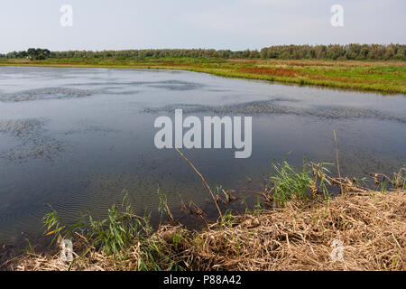 Waterplas met rietkraag in voorgrond; See mit Schilfrohr im Vordergrund Stockfoto