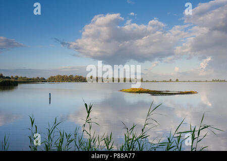 Uitzicht über waterplas met riet in voorgrond; Überblick über See mit Schilf im Vordergrund Stockfoto