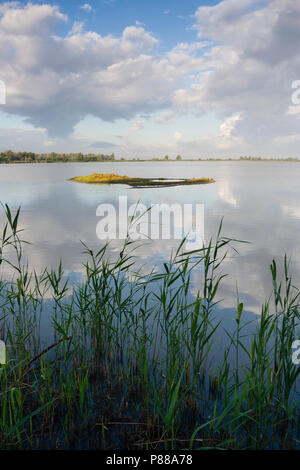 Uitzicht über waterplas met riet in voorgrond; Überblick über See mit Schilf im Vordergrund Stockfoto