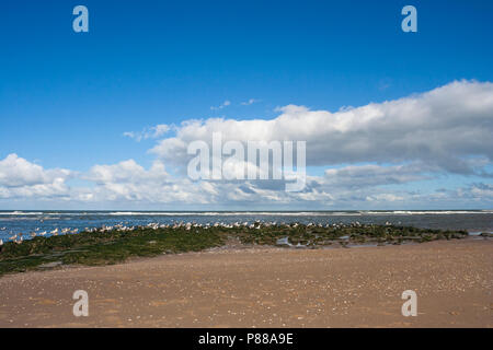 Silbermöwe (Larus argentatus) Herde Ruhe am Strand von Katwijk aan Zee Stockfoto