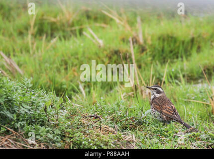 Bruine Lijster, Dusky Thrush Turdus eunomus Stockfoto