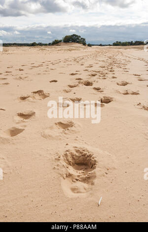 Fußspuren im Sand bei Kootwijkerzand im Sommer Stockfoto