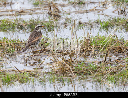 Bruine Lijster, Dusky Thrush Turdus eunomus Stockfoto