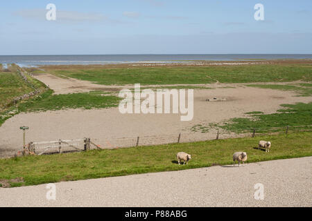 Zicht op de Kust in Westhoek met gestorben sind en Vogel; Blick auf Westhoek Küste mit Schafe und Vögel Stockfoto